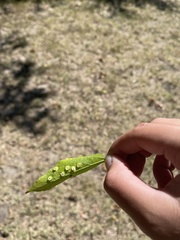 Pachypsylla celtidisasterisca