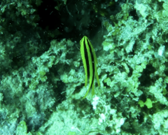 Neoglyphidodon nigroris