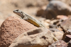 Liolaemus carlosgarini