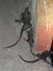 Amblyrhynchus cristatus