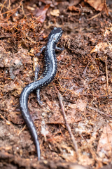 Plethodon variolatus