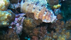 Cypraecassis coarctata