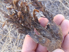 Aphyllon cooperi