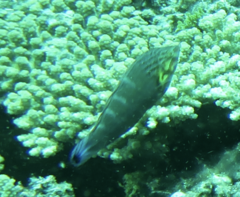 Halichoeres melanurus