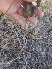 Aphyllon cooperi