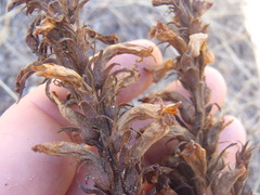 Aphyllon cooperi
