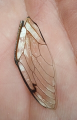 Amphipsalta