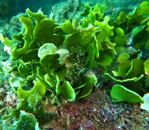 Image of Halimeda discoidea by (c) Alberto Alcalá, some rights reserved (CC BY)
