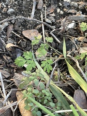 Chaerophyllum procumbens