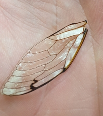 Amphipsalta
