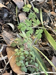 Chaerophyllum procumbens