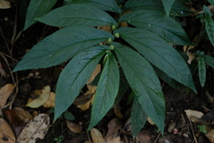 Elatostema reticulatum