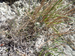Pimelea traversii boreus