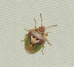 Eupolemus angularis