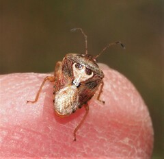 Eupolemus angularis