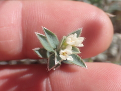 Pimelea traversii boreus
