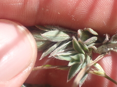 Pimelea traversii boreus