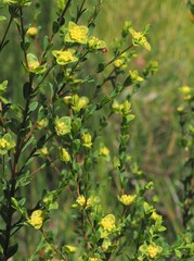 Pimelea flava