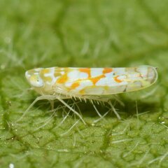 Protalebra nexa