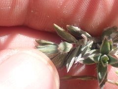 Pimelea traversii boreus
