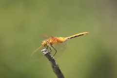 Sympetrum internum