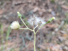 Hieracium subpellucidum