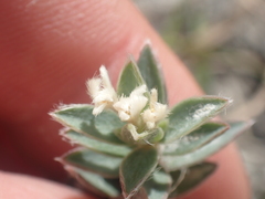 Pimelea traversii boreus