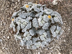 Psathyrotes ramosissima