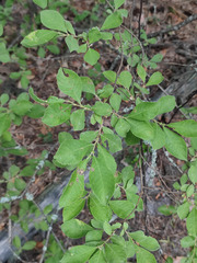 Salix aurita