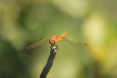 Sympetrum internum