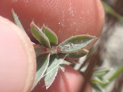 Pimelea traversii boreus