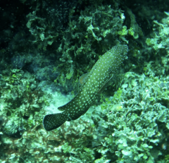 Cephalopholis cyanostigma
