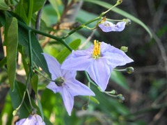 Solanum amygdalifolium