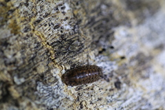 Pyrgoniscus cinctutus