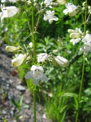 Penstemon digitalis