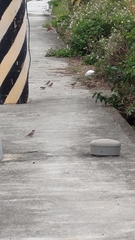 Passer montanus saturatus