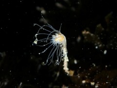 Ectopleura