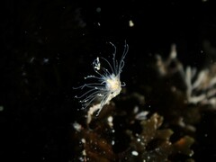 Ectopleura