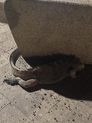 Amblyrhynchus cristatus hassi