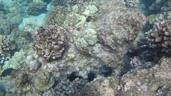 Plectroglyphidodon johnstonianus