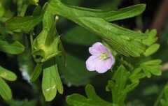 Geranium homeanum
