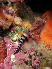 Notoclinops segmentatus