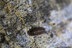 Pyrgoniscus cinctutus