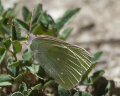 Colias alexandra