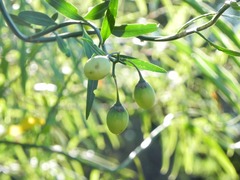 Solanum amygdalifolium
