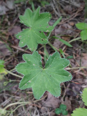 Alchemilla