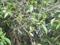 Sebastiania commersoniana