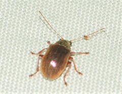 Edusella perplexa