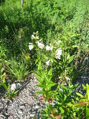 Penstemon digitalis