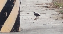 Acridotheres tristis